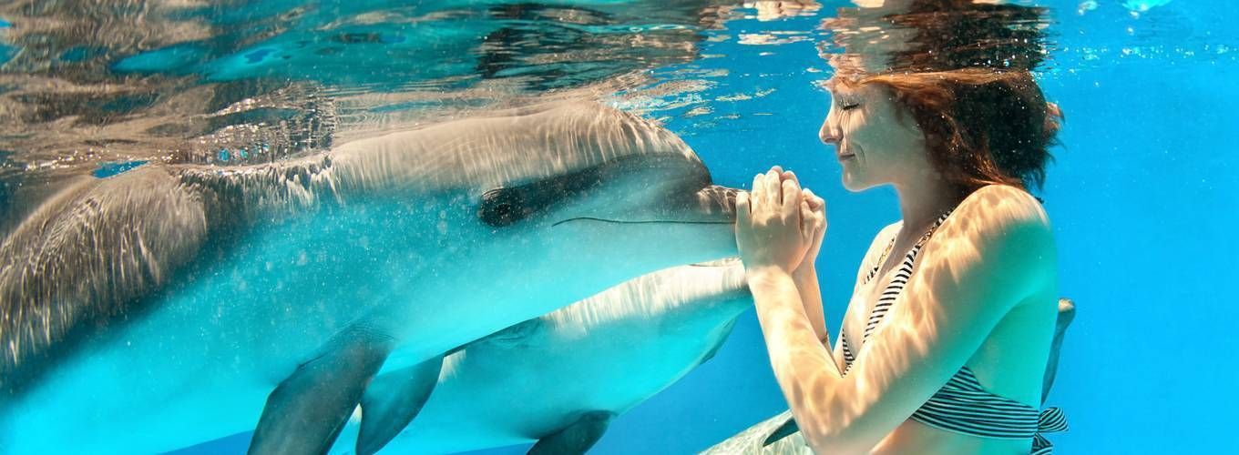 Плавание с дельфином в компании друзей