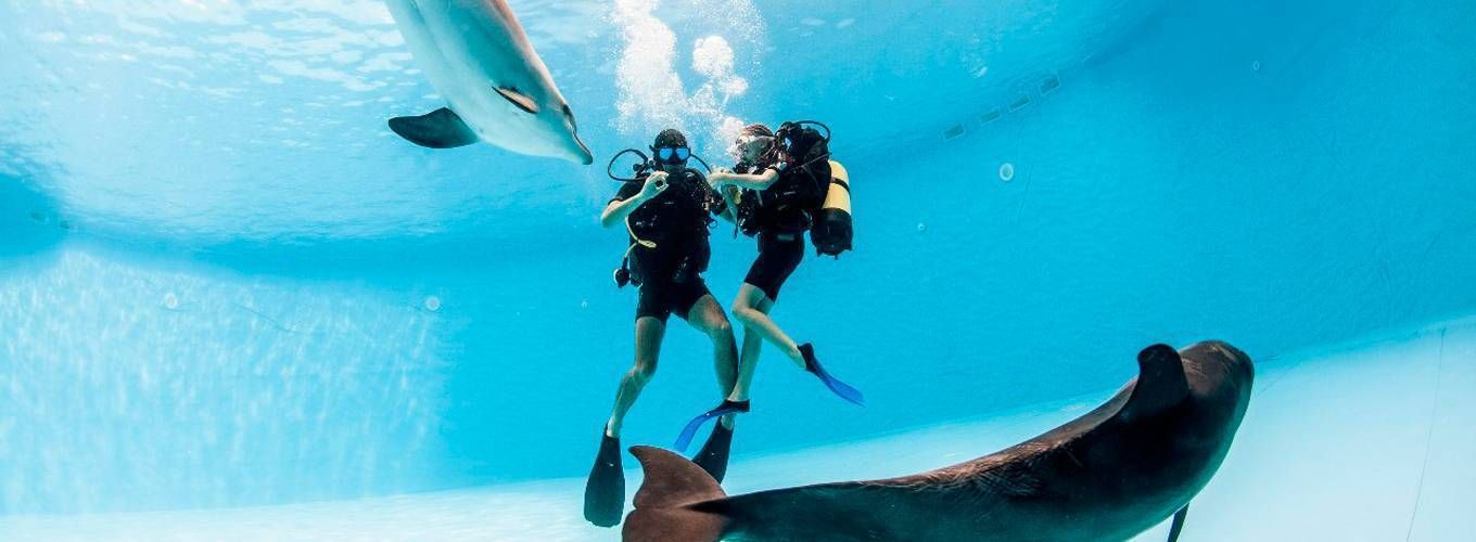 Дайвинг с дельфинами — невероятная встреча с подводным миром и его обитателями