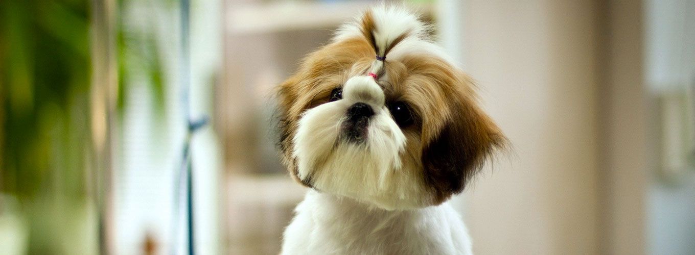 Ваш питомец – VIP-клиент в салоне красоты для животных: стрижка собаки и другие процедуры по уходу