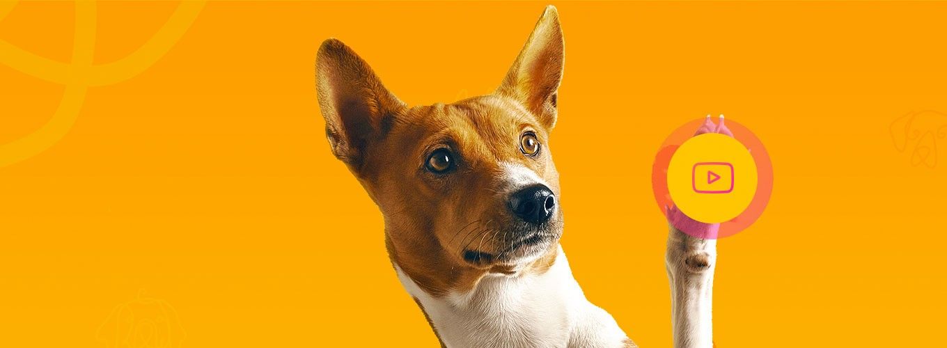 Понятные и эффективные видеокурсы по дрессировке собак