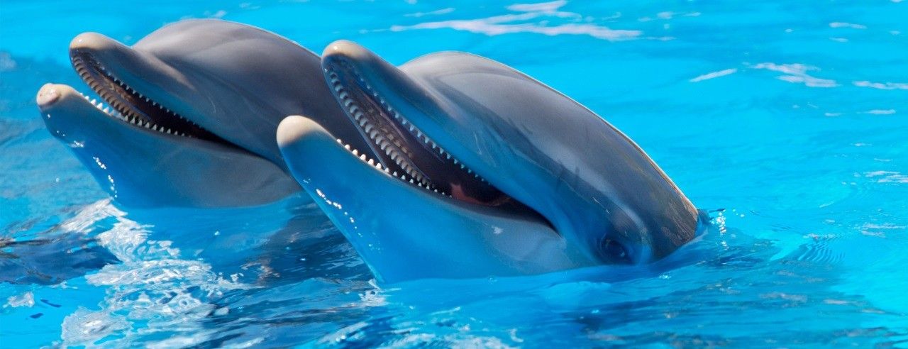 «Романтический дуэт» — эксклюзивное VIP купание с дельфинами